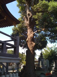 お寺の中の大きな木